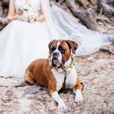 Wedding News: 5 ways to get your pooch involved in your wedding